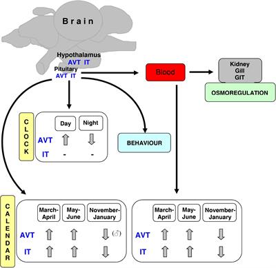 Nonapeptides Arginine Vasotocin and Isotocin in Fishes: Advantage of Bioactive Molecules Measurement